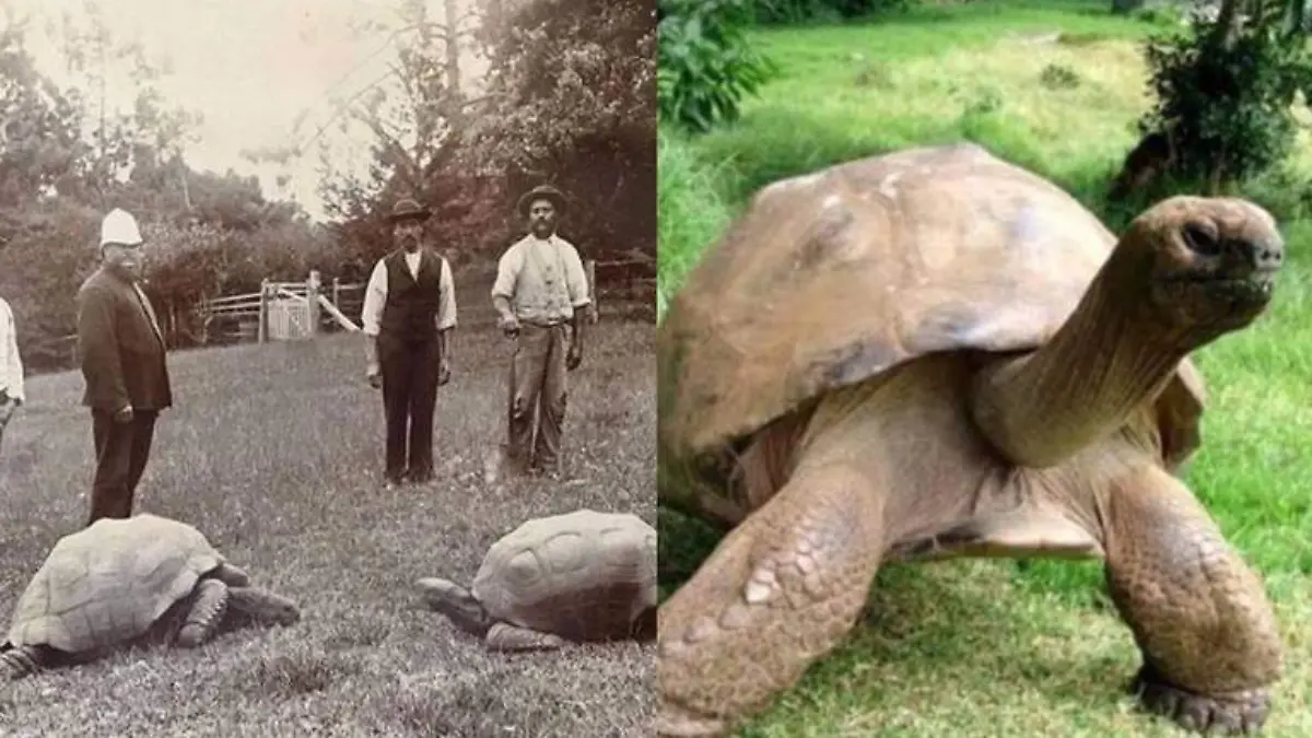 Conoce al ser mas longevo del mundo, una tortuga con casi 190 años